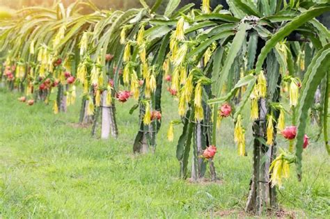 Fruta Del Drag N O Pitahaya Qu Es Propiedades Y Off