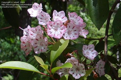 Plantfiles Pictures Kalmia Species Calico Bush Mountain Laurel