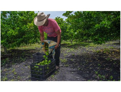 Mayor Cosecha De Frutas Hortalizas Y Forrajes Impulsan Producci N