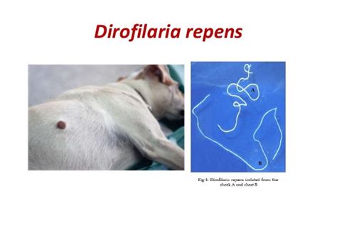 Filarial worms dr. rs 28 08-2017