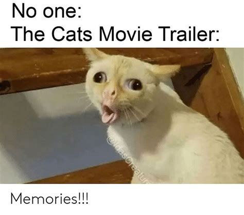 10 Hilarious Memes About Cats (2019) That Will Make You Laugh