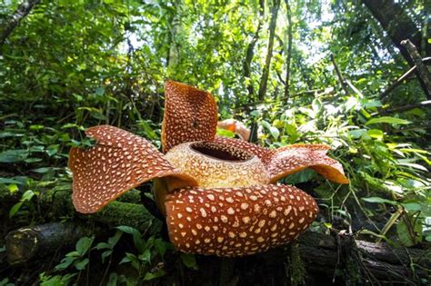 L Trange Vie De Rafflesia Arnoldii La Plus Grande Fleur Au Monde