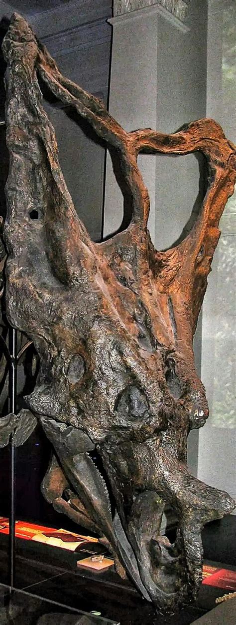 Explore ポケモン化石博物館 Pokémon Fossil Museum In 3d Fossil Museum Nature