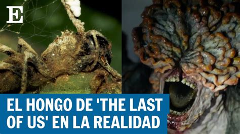 The Last Of Us La Ciencia Detr S De La Serie Y El Videojuego Existe