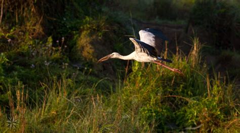 Bird Watching at Chitwan National Park – KTM Guide