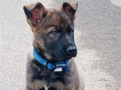 Des chiots Bergers Belges Malinois disponibles à la vente Petite