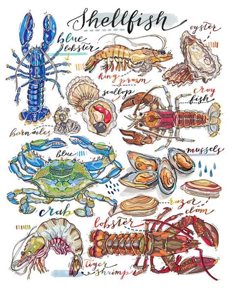 Shellfish Illustration Seafood Print Kitchen Decor Fish Etsy