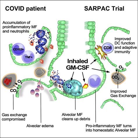 Loss Of Gm Csf Dependent Instruction Of Alveolar Macrophages In Covid