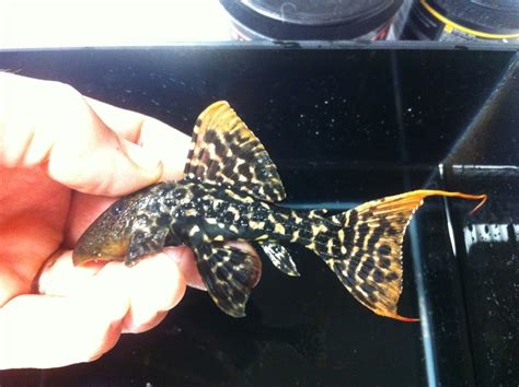 Pseudacanthicus Sp L273 Titanicus Pleco