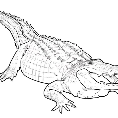 Alligator Line Art Coloring Page · Creative Fabrica