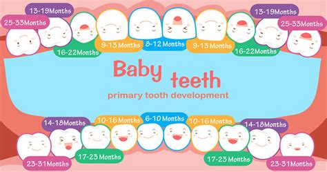 What Do I Need To Know About My Childs Teeth Development Igrin