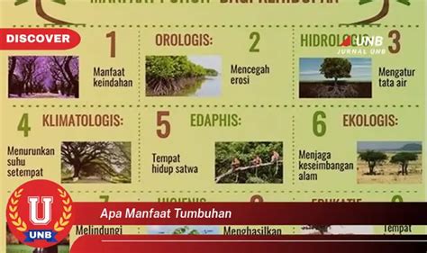 ketahui  manfaat tumbuhan  wajib kamu intip