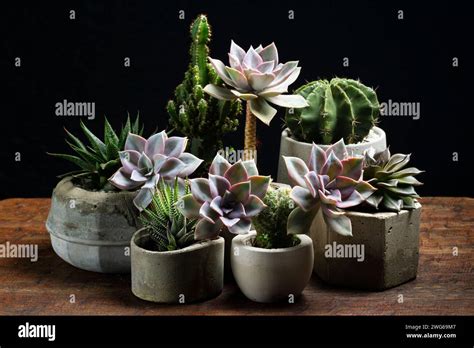 Succulent Plant In Concrete Pots Space For Text Stock Photo Alamy