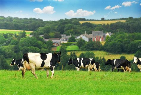 Cows in a pasture — Stock Photo © elenathewise #4825073