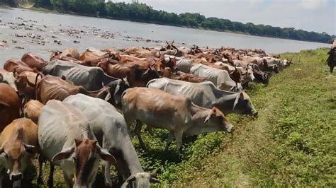 ঘুমটি নদী দিয়ে ভারত থেকে বাংলাদেশে গরু আনার কি অপরূপ দৃশ্য🐂👌 Youtube