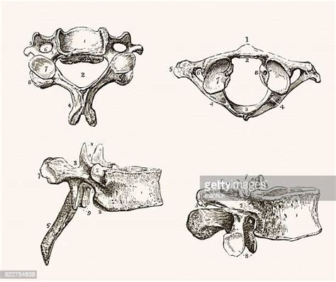 Cervical Vertebra Fotografías E Imágenes De Stock Getty Images