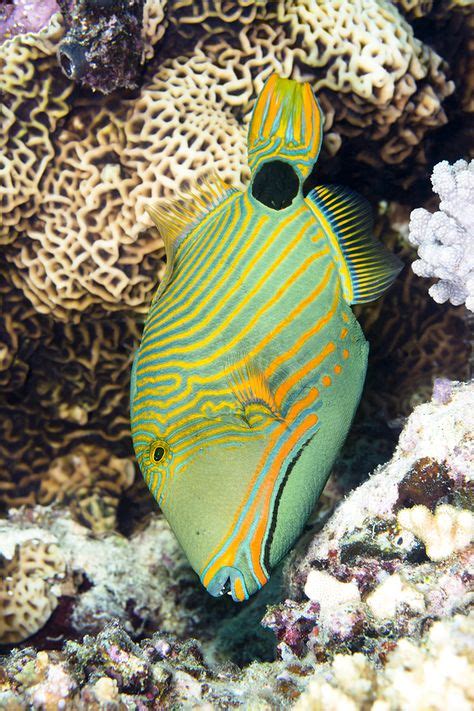 Best Rainbow Reef Images Underwater Photography Underwater Rainbow