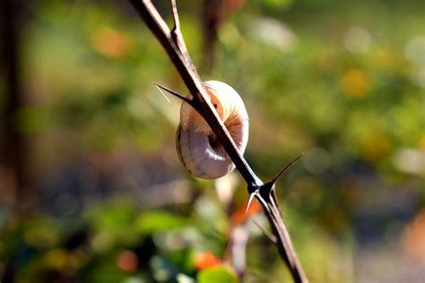 Snail Conch Macro - Free photo on Pixabay - Pixabay