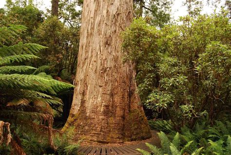 10 Of The Tallest Trees In The World