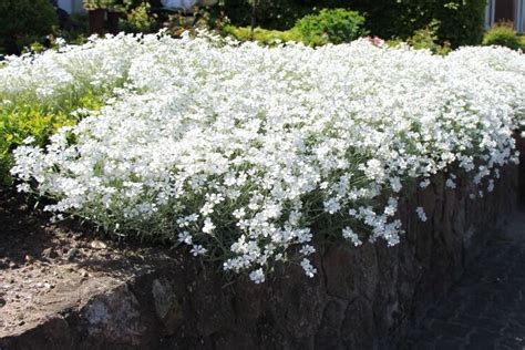 Plantes de rocaille rampantes 10 vivaces à floraison spectaculaire