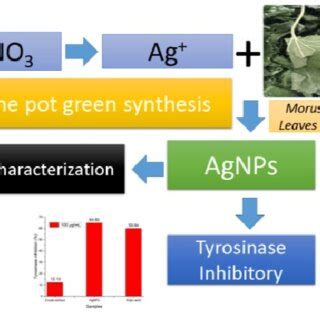 Schematic Representation Of Synthesis Silver Nanoparticle Mediated By