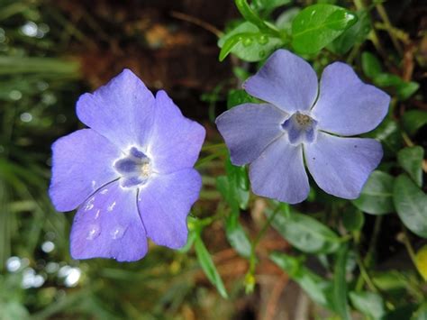 Lesser Periwinkle TVA Worthington Cemetery Small Wild Area Organisms