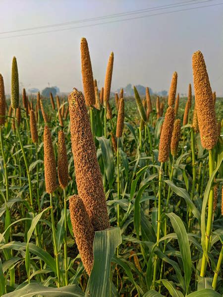 Qué alimentos son forraje