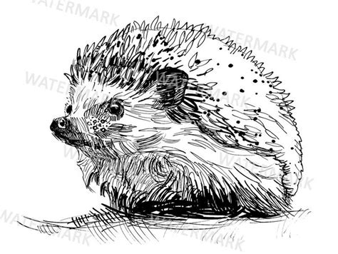 Hedgehog Line Drawing at PaintingValley.com | Explore collection of Hedgehog Line Drawing