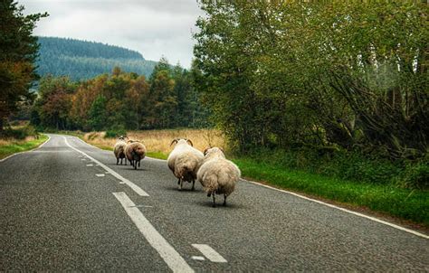 410+ Sheep Running Away Stock Photos, Pictures & Royalty-Free Images ...