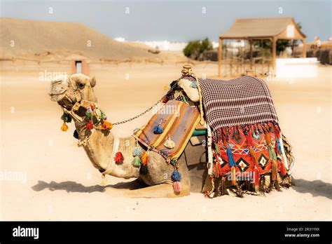 Camel Sitting On The Beach Riding Camel In Egypt Arabian Safari