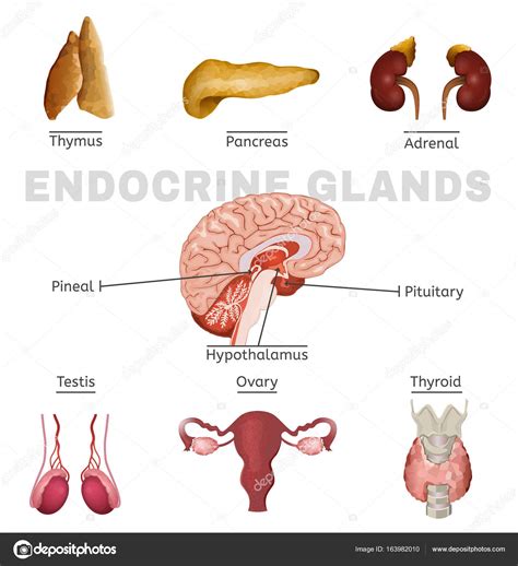 Imagen Del Sistema Endocrino Ilustracion Del Vector Ilustracion De Images