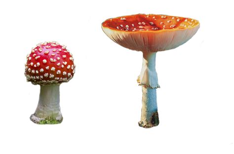 Fly Agaric Amanita Muscaria Isolated Png