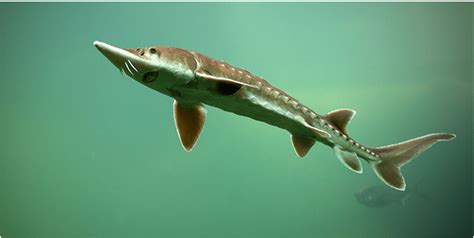 Sturgeon Prehistoric Giant Of Lake Champlain May 22nd Community