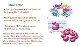 Bacterial RNA Polymerase Termination Intrinsic And Rho Dependent