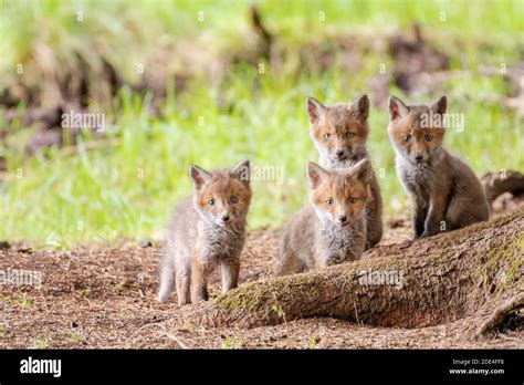 Four Red Fox Cubs Hi Res Stock Photography And Images Alamy