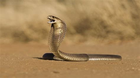 Most Dangerous Venomous Snakes Human Death In One Bite Dangerous