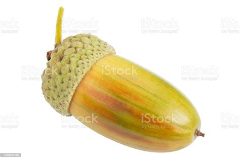 Beautiful Acorns On White Background Oak Nuts Stock Photo - Download ...