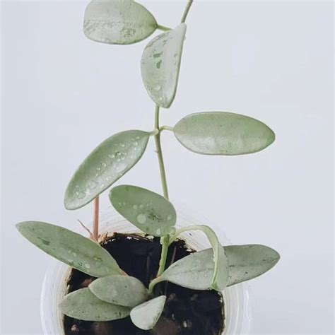 Rare Hoya Lima Silver For Sale Happyforeststore