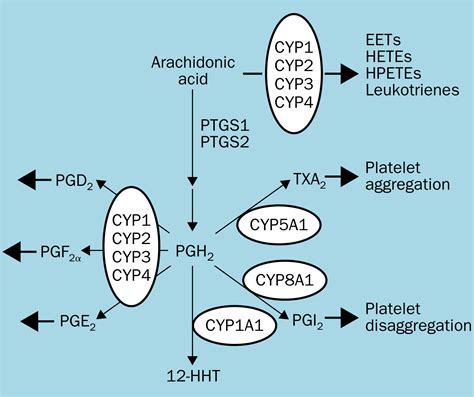 Clinical Importance Of The Cytochromes P450 The Lancet