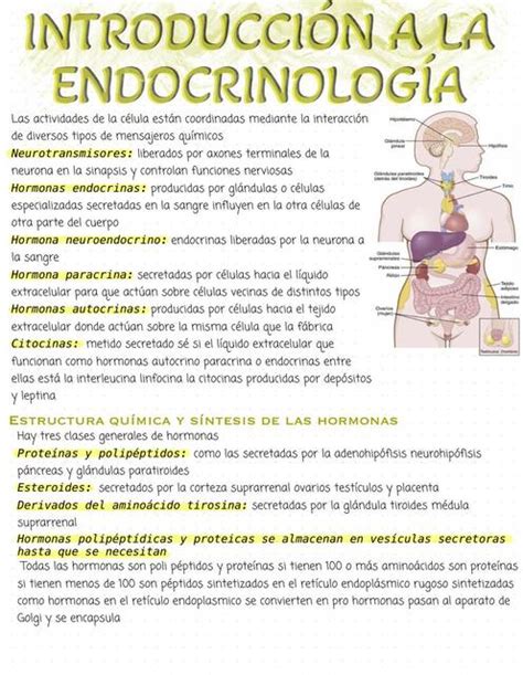 Introducci N Endocrinolog A Christian Ariel Flores Soria Udocz