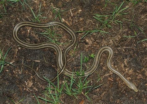 Eastern Rat Snake | Florida Backyard Snakes