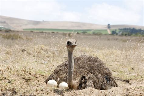 Adult Ostrich On Eggs Stock Image Image Of Care Feather 36173063