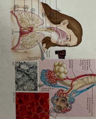 Biologie Flashcards Quizlet