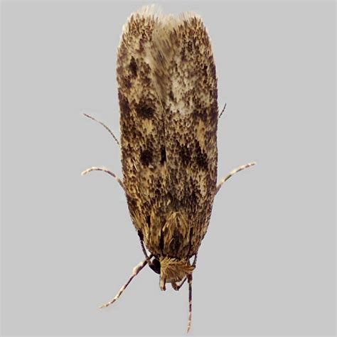 Brown House Moth - Hofmannophila pseudospretella - Moth: 0647 - 28.010