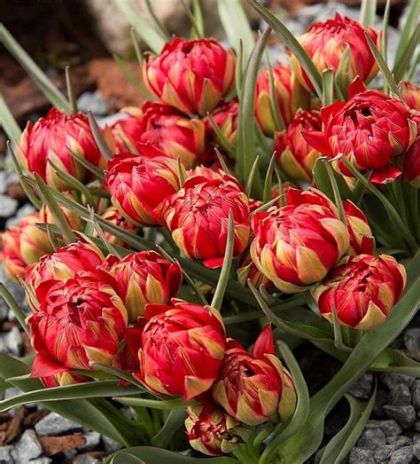 Pack X10 Dwarf Tulip Bulbs Humilis Samantha WPC Prins Bulbs South