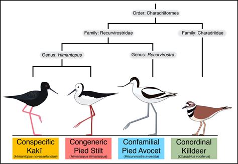 Diagram That Shows Relationships Between Species