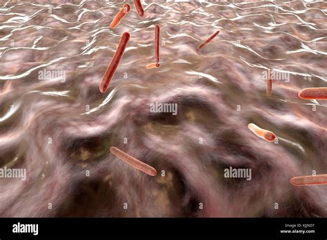 D Rendered Illustration Visualisation Of Tuberculosis Bacteria In An