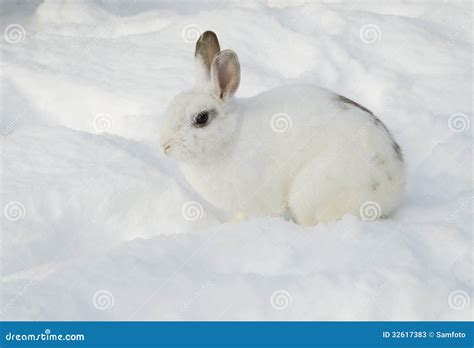 White Rabbit In Snow Stock Photos Image 32617383