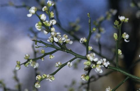 Poncirus Trifoliata Trifoliate Orange Garden Center Marketing