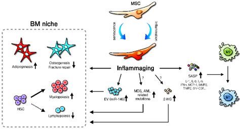 Mscs As A Key Modulator Of Inflammaging The Diagram Illustrates How